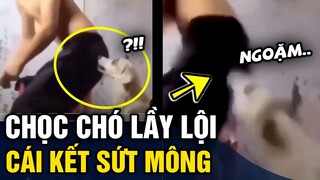 Những sự cố 'HÀI HƯỚC' với mấy con 'CỜ HÓ' khiến khổ chủ phải 'KHÓC THÉT' | Tin 3 Phút Hài