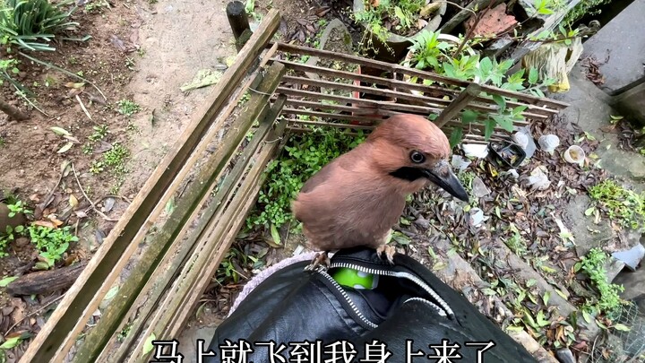 After making a mistake, the little bird feels guilty and afraid of being scolded, its antics both ex