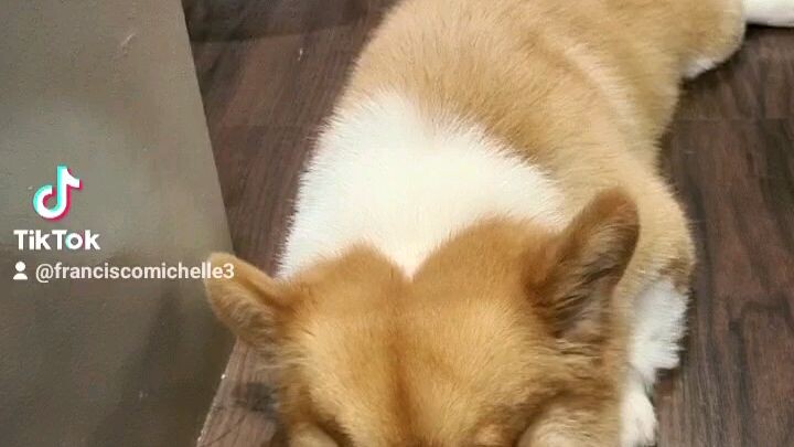 ahahahah you're so cute javi😍🥰🤣#sorry 🤣🤣✌️✌️