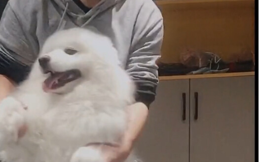 Khiêu vũ cùng Samo cũng giống như khiêu vũ với một chú gấu vậy.