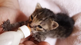 ลูกแมวน่ารักดื่มนมจากขวดเหมือนเด็ก