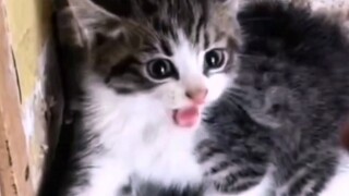 From resistance to dependence, how stray kittens transform