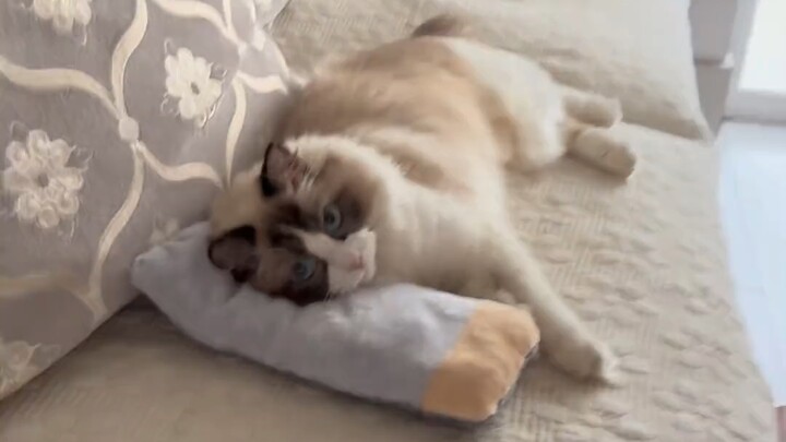 I sewed a pillow for my kitten, and it actually started using it!