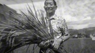 "Mơ được nghỉ mát dưới bóng lúa, hương hoa lúa thơm ngát mười dặm"