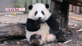 【大熊猫和花】打了几个喷嚏，是谁在偷偷想我吖？