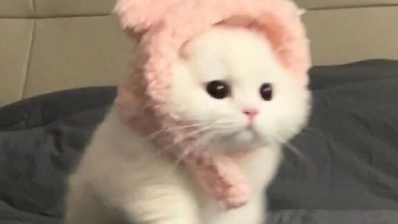 tutut