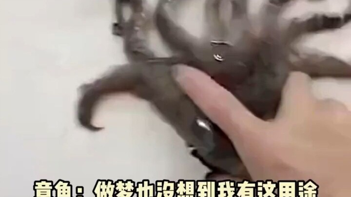 Gurita: Tak pernah terbayang aku punya kegunaan kayak gini!