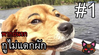หมาไม่แดกผัก - ( พากย์นรก ) #1