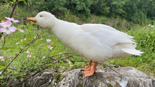 Apakah cinta ini masih bisa diselamatkan setelah dikhianati oleh seekor bebek?