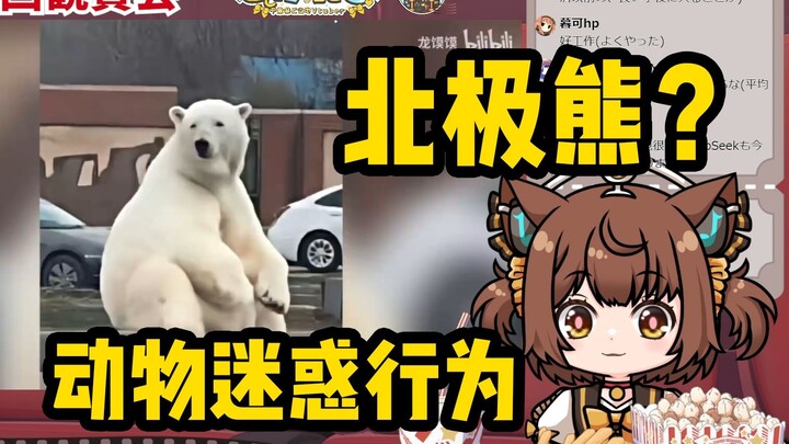 日本猫猫看《动物迷惑行为大赏》真可爱捏