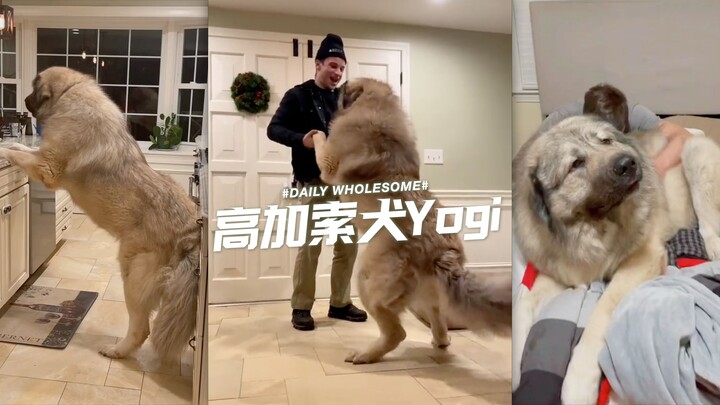 Hey, have you heard of the Caucasian Shepherd Dog??!