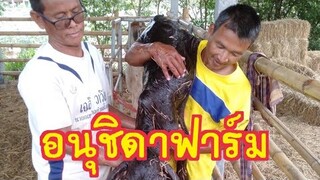 #เยี่ยมชมอนุชิดาฟาร์ม 085-175-6835 |ช่องชัดเจน |CHATGEN CHANNEL |