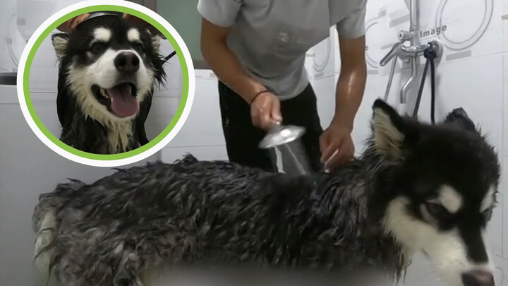 Giving the old boi a nice shower & combing