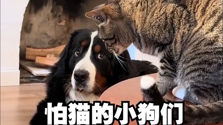 Anjing-anjing yang sangat takut pada si Bos Kucing