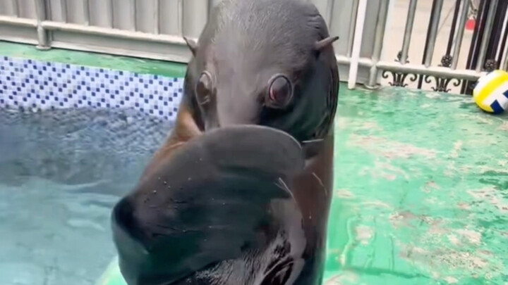 Sea lion, sudden convulsions + electric shaking