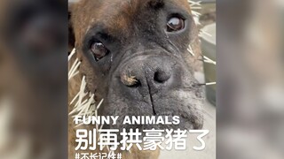 一只不听话的狗狗，拱了12次豪猪！