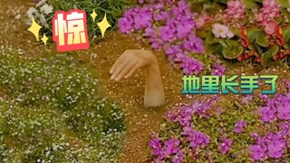 遗憾种子