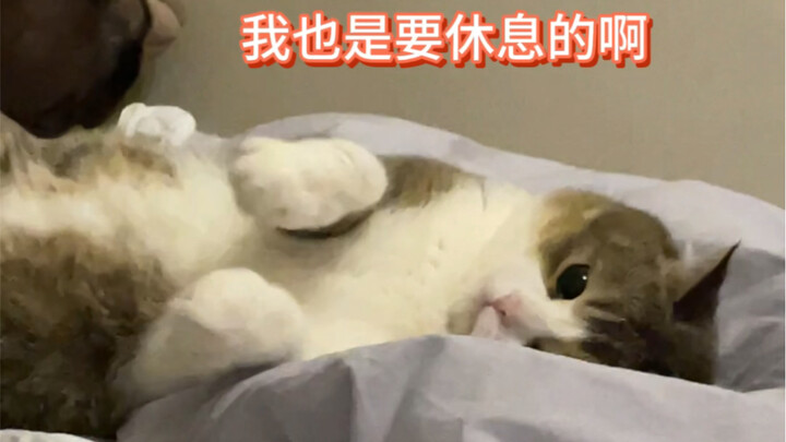 Thêm voice-over cho chú mèo là lập tức có...