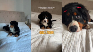 عندما تستيقظ كل يوم وترى شياو بو على الفور 💓