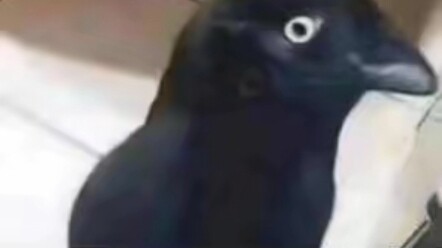 Damn it, I fell for the illusion!