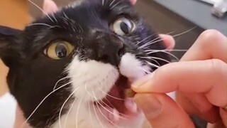 Kucing membuka mulutnya lebar-lebar dan menunggu untuk diberi makan