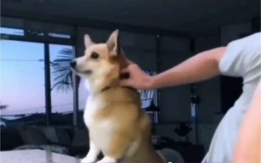 Leading by example: If the dog won’t eat vegetables, this is how you do it!