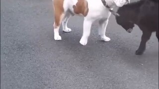 Dog to Goat: What you doing?