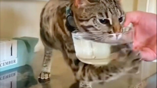 Cat: How come the water is in mid-air?