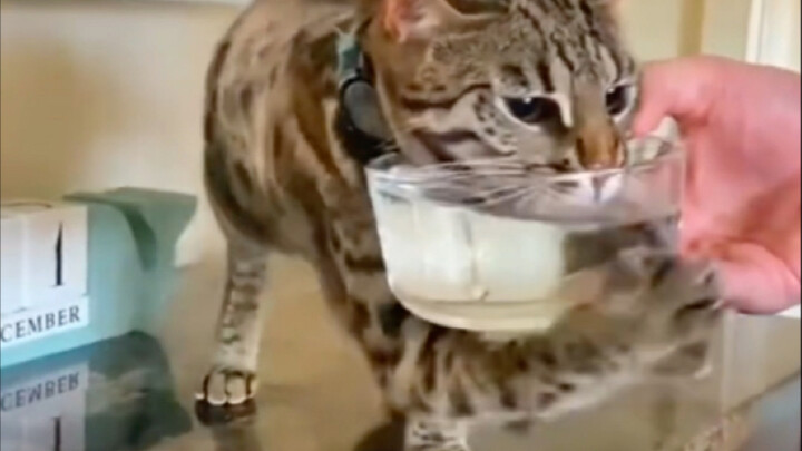 猫：水怎么在半空中？
