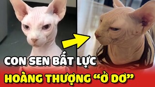 Hoàng Thượng có nết "Ở DƠ" khiến con Sen bất lực 😂 | Yêu Lu