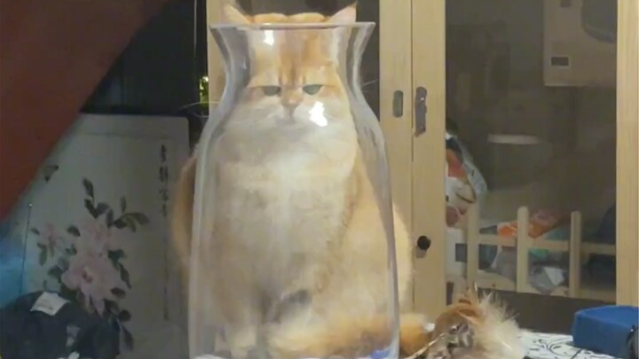 "Being a Cat Doesn't Have to Be So Normal"