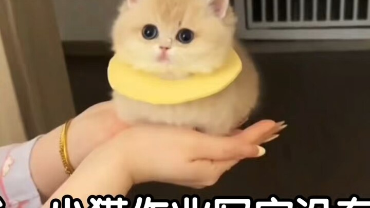 【ks Milk Cat Isn’t Trash】The creator is exploring—welcome to watch and please like, comment, and sub