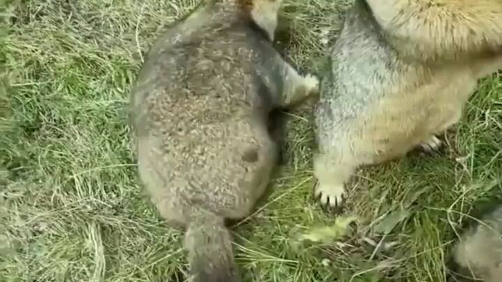 Cutest Marmot