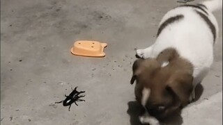 غوزي: عندما يختفي الابتسام من وجه كلب، فإنه ينتقل إلى وجه كلب آخر!