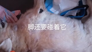金毛晚年太粘人了，抱走抱走~