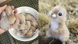 AWW SO CUTE! Cutest baby animals Videos Compilation Cute moment of the Animals - Cutest Animals #18