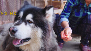 I wanna take a bite of it! Granny and my dog