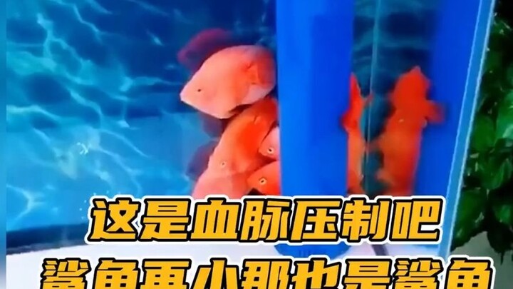 Sekecil apa pun hiu, tetap saja itu hiu—mungkin ini adalah tekanan yang datang dari darah keturunan.