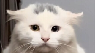 A stray cat meets an indigenous person for the first time: Please drink my concubine's tea.