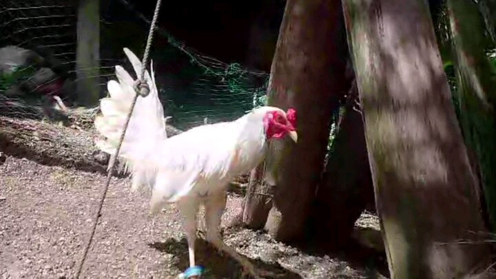 Manok natin sa probinsya kasama na pangkatay at panglaban.
