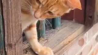 جوائز سلوك الحيوان 208