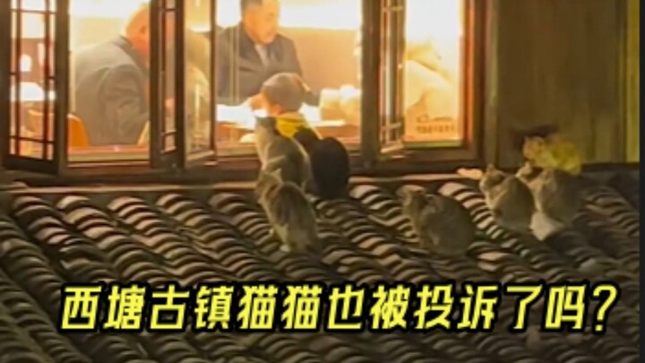 แมวที่มานั่งเฝ้ามนุษย์กินข้าว ไปทำอะไรให้ใครเดือดร้อนกันนะ?