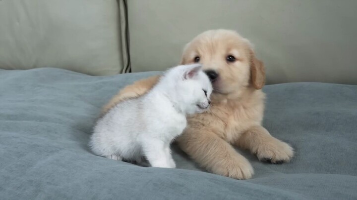 Mèo con sẽ làm gì khi phát hiện một chú chó Golden thuần chủng đang ngủ?