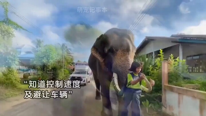 Cô bé: Đến muộn gì cơ? Có vấn đề thì nói với bố nuôi của tớ!