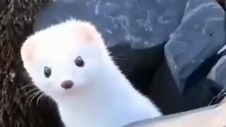 التقت فتاة أجنبية بهوانغ داشيان أبيض الشعر على الجبل. بعد أن أطعمته بلطف، ردّ الجميل الصغير الجميل ع