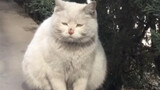 Collection of funny cats