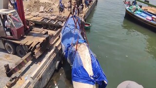 Loài cá thiêng liêng ở Việt Nam #doisonghay