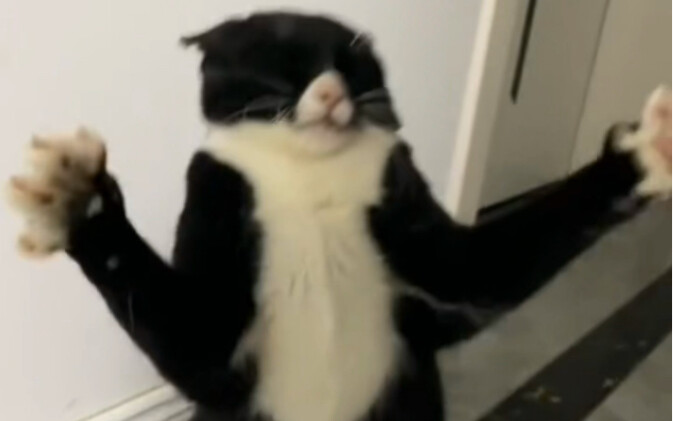 奶牛猫最坏