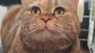 不是因为我饿，而是因为猫碗孤单