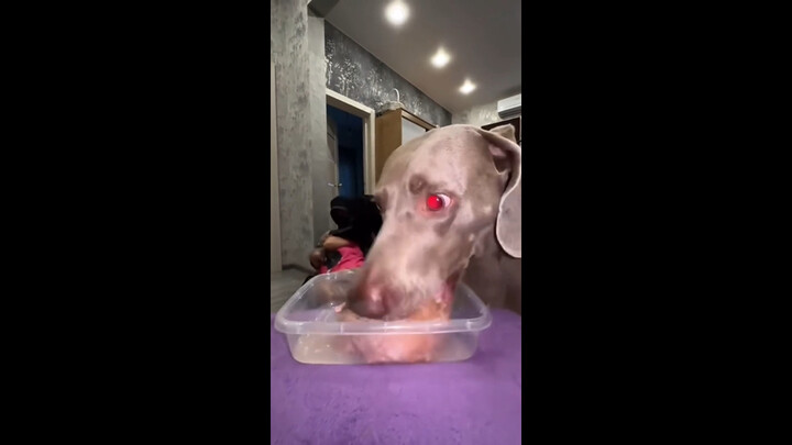 Pretending to encounter a robber—let's see how the dog reacts!